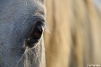 /album/%e5%a4%8f/%e7%9e%b3%e3%80%80%ef%bd%9e%e7%99%bd%e9%a6%ac%e3%81%ae%e6%80%9d%e3%81%84%ef%bd%9e-jpg/